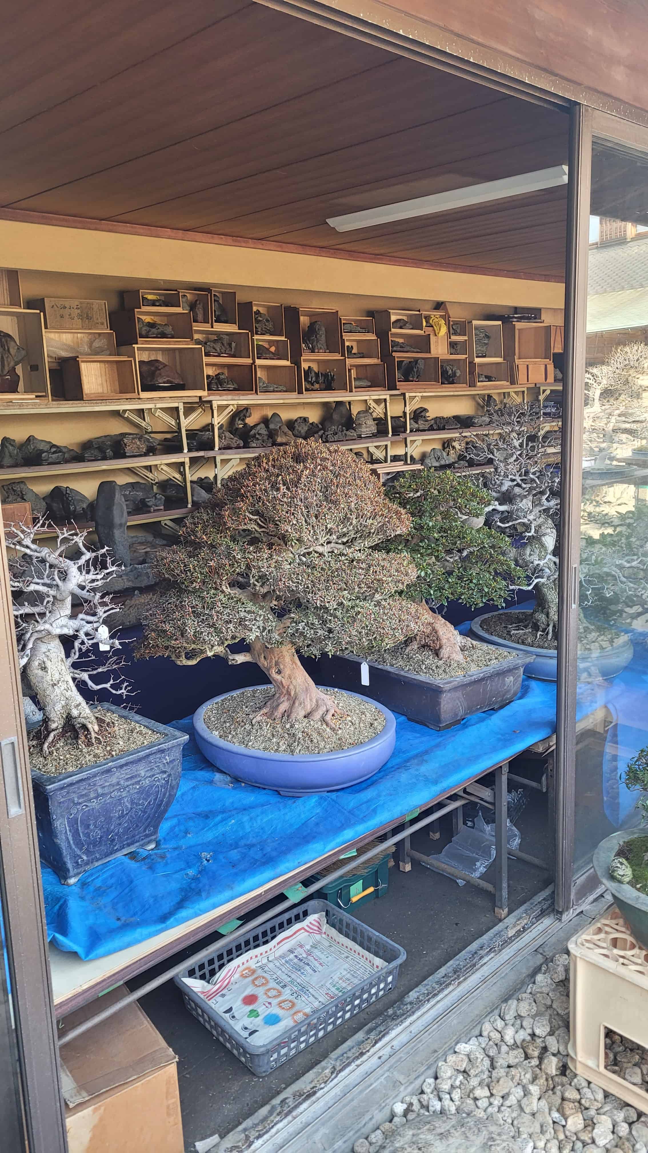 A group bonsai tree from kobayashi in Japan